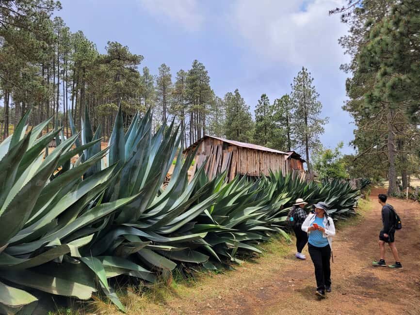 From Oaxaca: Sierra Norte Hike & Indigenous Village Full-Day - Why This Tour Offers Good Value