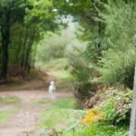 From Oia: 9-Day Guided Camino Walking Tour to Santiago - The Daily Breakdown: Walking, Culture, and Comfort