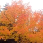 From Ottawa: Gatineau Park Fall Colors Guided Trip - Exploring Pink Lake: A Hidden Gem