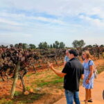 From Palma de Mallorca: Private Wine and Local Flavors Tour - Why This Tour Offers Great Value