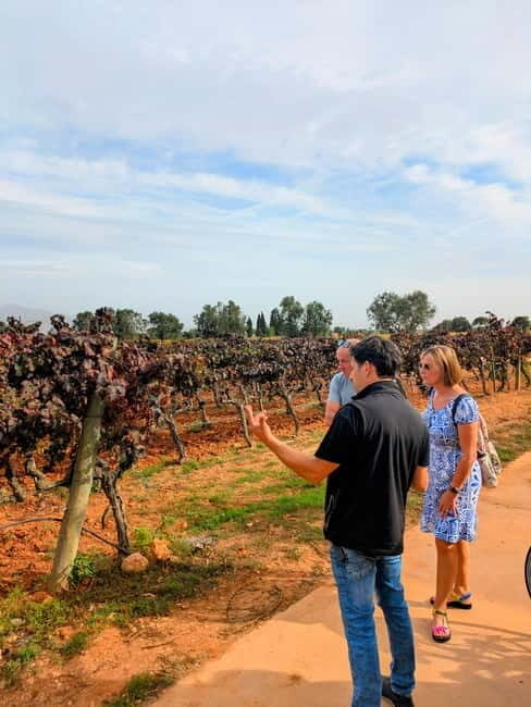 From Palma de Mallorca: Private Wine and Local Flavors Tour - Why This Tour Offers Great Value