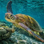 From Paphos: Akamas 4x4 Tour with Local Guide - Why This Tour Offers Great Value