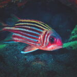 FROM PAPHOS: Snorkeling at Moulia Rocks (boat) - Overview of the Snorkeling Tour