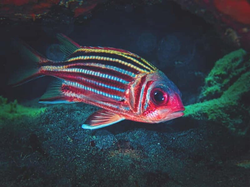 FROM PAPHOS: Snorkeling at Moulia Rocks (boat) - Overview of the Snorkeling Tour