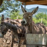 From Podgorica: Donkey Farm Visit - Who Should Consider This Tour?