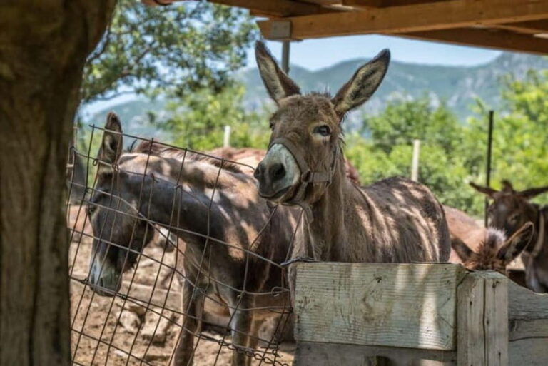 From Podgorica: Donkey Farm Visit - Who Should Consider This Tour?