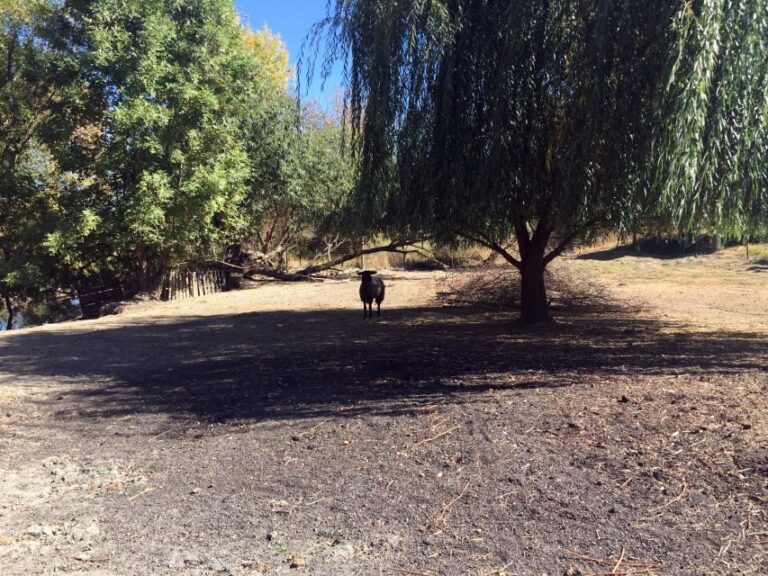 From Portland: Willamette Valley Wine & Whisky - An In-Depth Look at the Tour Experience