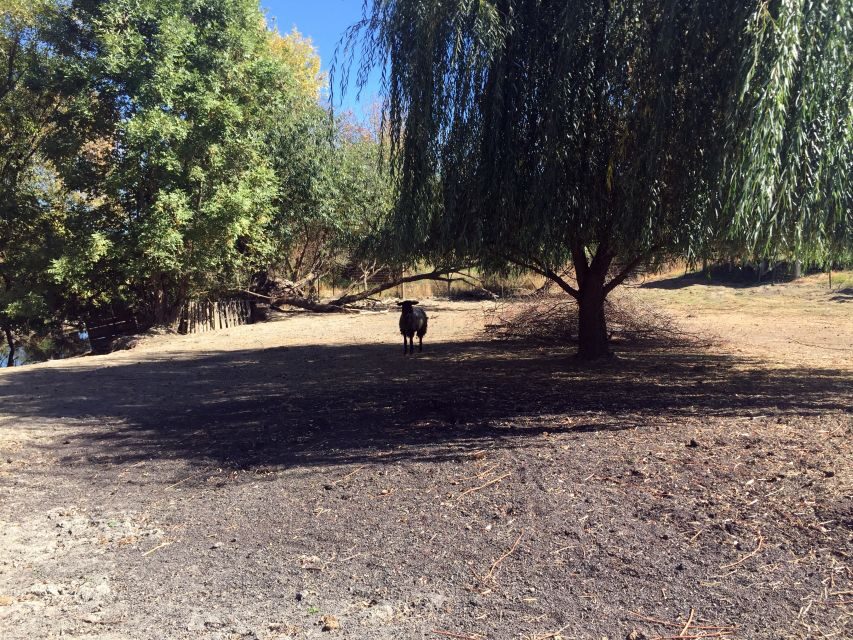 From Portland: Willamette Valley Wine & Whisky - An In-Depth Look at the Tour Experience