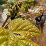 From Porto: 2 Wine Regions, Farm-to-Table Lunch & Boat - What Makes This Tour Stand Out