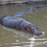 From Puebla: Africam Safari Private Tour all included - In-Depth Breakdown of the Tour