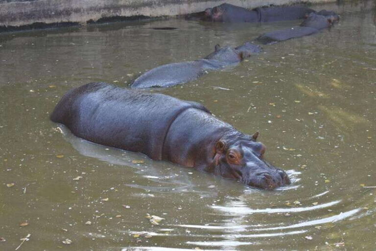 From Puebla: Africam Safari Private Tour all included - In-Depth Breakdown of the Tour