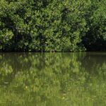 From Puerto Escondido: Day Trip to Chacahua National Park - What to Expect and Practical Tips