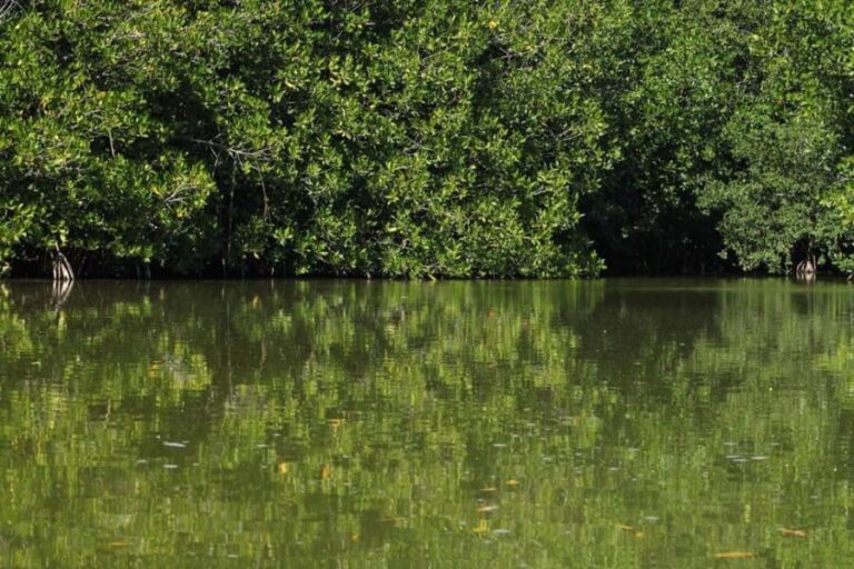 From Puerto Escondido: Day Trip to Chacahua National Park - What to Expect and Practical Tips