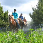 From Reykjavík: Icelandic Horse Riding Tour in Lava Fields - What You Can Expect from the Tour