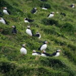 From Reykjavik: Vestmannaeyjar Islands Day Trip - The Value for Travelers