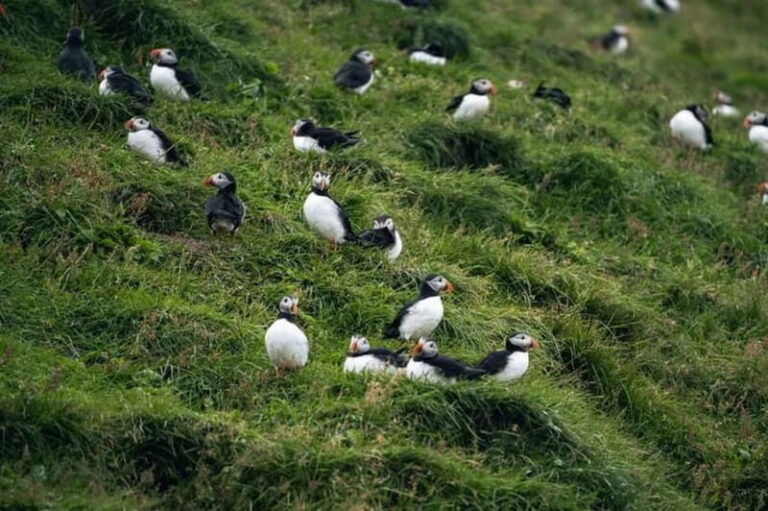 From Reykjavik: Vestmannaeyjar Islands Day Trip - The Value for Travelers