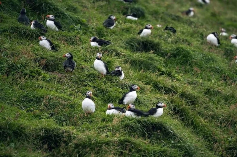 From Reykjavik: Vestmannaeyjar Islands Day Trip - The Value for Travelers