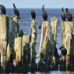 From Riga: Jurmala & Kemeri Tour with Local Guide EN/DE/ESP - Final Thoughts