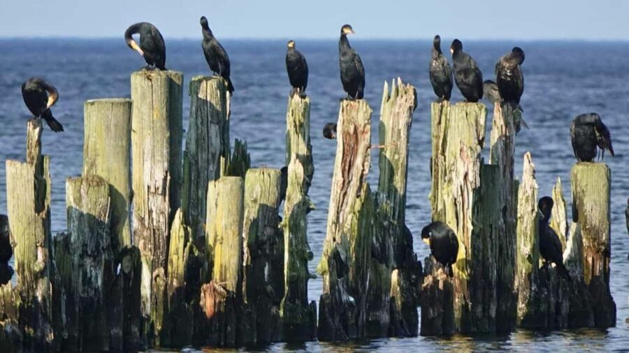 From Riga: Jurmala & Kemeri Tour with Local Guide EN/DE/ESP - Final Thoughts