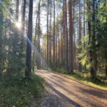 From Riga: Kemeri Bog & Seaside Jurmala - The Historic Spa Town of Kemeri