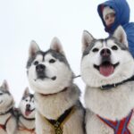 From Rovaniemi: 5km passenger Husky Sleigh Ride - In-Depth Look: The Details that Make or Break the Tour