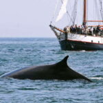 From Saint John: Saint Andrews Whale Watching Tour - Who Will Love This Tour?