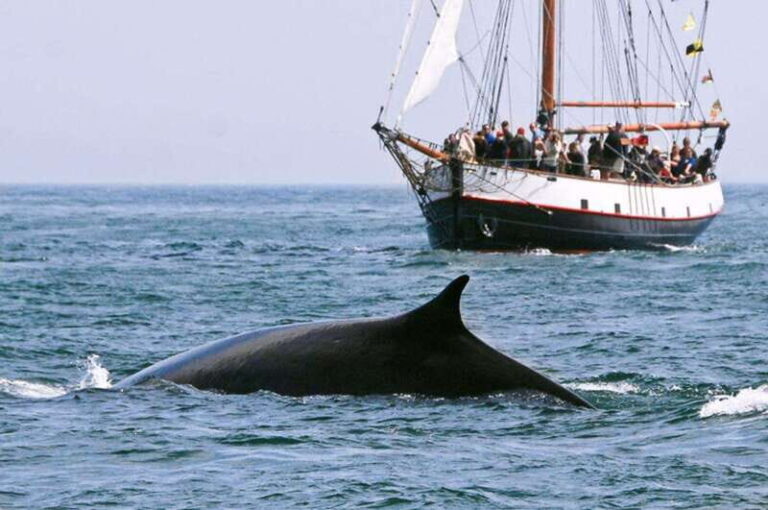 From Saint John: Saint Andrews Whale Watching Tour - Who Will Love This Tour?