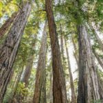 From San Francisco: Guided Muir Woods Tour - How the Tour Balances Value and Experience