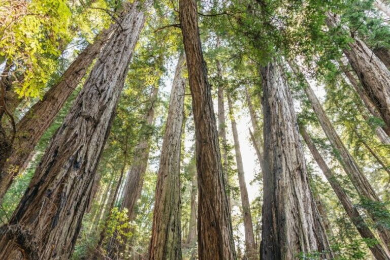 From San Francisco: Guided Muir Woods Tour - How the Tour Balances Value and Experience