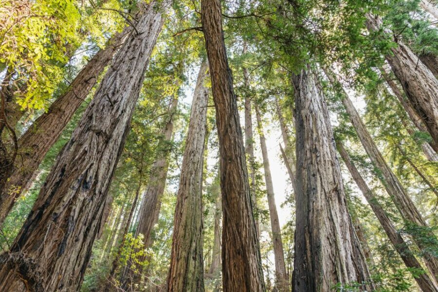 From San Francisco: Guided Muir Woods Tour - How the Tour Balances Value and Experience