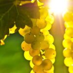 From San Francisco: Napa & Sonoma Valley Full-Day Wine Tour - What We Loved