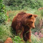 From Santander: Cabarceno Natural Park Half-Day Trip - The Experience: What to Expect on the Tour