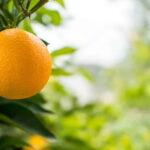 From Sarandë: Day trip to Konispol - Why This Tour Offers Good Value