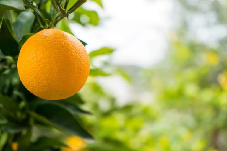 From Sarandë: Day trip to Konispol - Why This Tour Offers Good Value