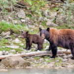 From Seattle: Canadian Rockies 7Day National Parks Tour - Value and Practical Considerations