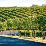 From Seattle Wine Tasting, Vineyards in Eastern WA - VanArnam Vineyards: A Closer Look