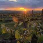 From Seattle - Wine Tasting, Vineyards in Eastern WA - Visiting VanArnam Vineyards: A Personal Touch