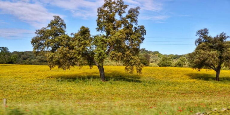 From Seville: Cerro del Hierro Private Hike with Picnic - An In-Depth Look at the Experience