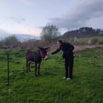 From Sibiu: Villages, Farm Life & Horse Carriage Ride - Practical Tips for Travelers