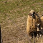 From Sighisoara: City Tour Sibiu with UNESCO Half day tour - Why This Tour Offers Great Value