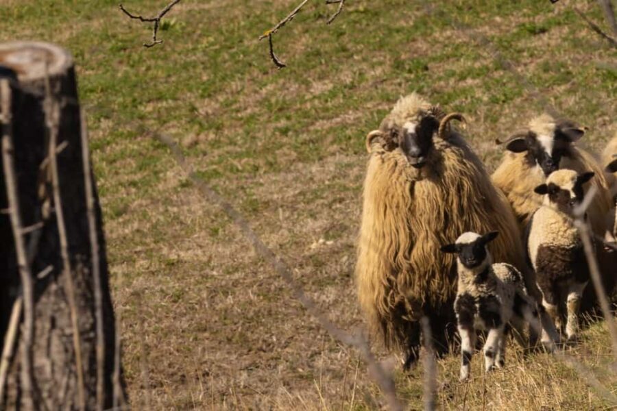 From Sighisoara: City Tour Sibiu with UNESCO Half day tour - Why This Tour Offers Great Value