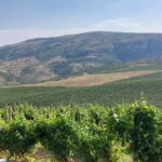 From Skopje: Private Tour of Sopot Winery with Lunch - The Highlights and the Hurdles