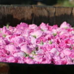 From Sofia: Rose Valley Tour & UNESCO Site Kazanlak - Setting the Scene: What to Expect on This Tour