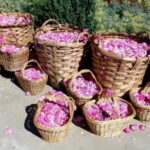 From Sofia: The Rose Valley & Koprivshtitsa 12 hrs Day Tour - Transportation, Timing, and Group Dynamics