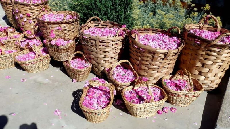 From Sofia: The Rose Valley & Koprivshtitsa 12 hrs Day Tour - Transportation, Timing, and Group Dynamics