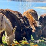 From Split: Sinj's Alka, Eye of the Earth, & Rural Day Trip - Outdoor Adventure and Wildlife Interactions