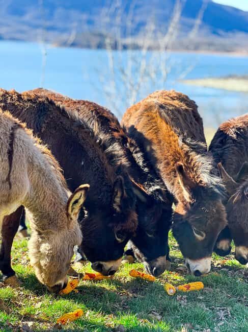 From Split: Sinj's Alka, Eye of the Earth, & Rural Day Trip - Outdoor Adventure and Wildlife Interactions