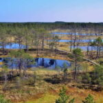From Tallinn: Guided Bog-Shoe Hiking Tour - The Itinerary in Detail
