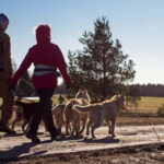 From Tallinn: Husky Park Tour with Cani-Cross Hike - Who Is This Tour Perfect For?