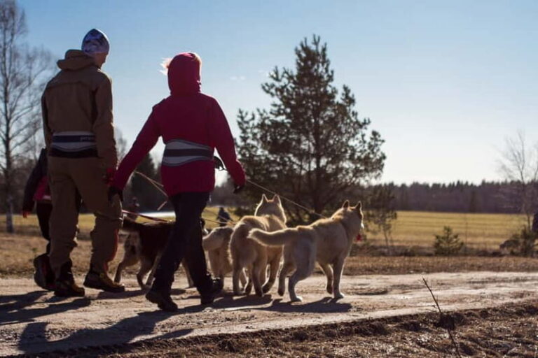 From Tallinn: Husky Park Tour with Cani-Cross Hike - Who Is This Tour Perfect For?